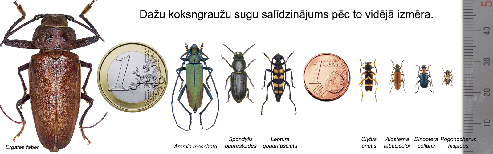 salīdzinošie izmēri