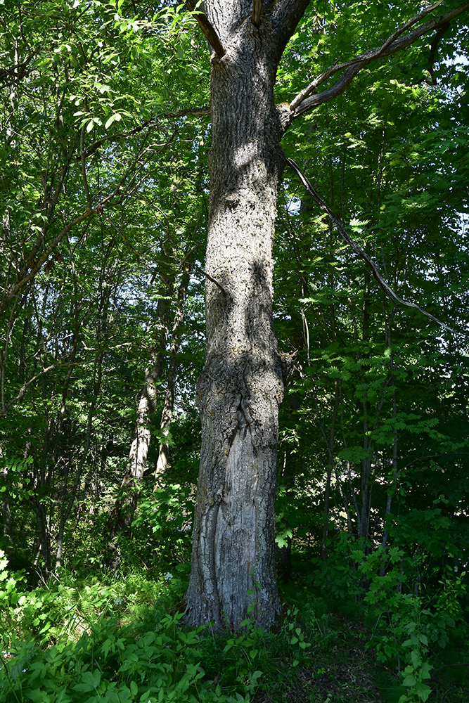 nokaltis ozols