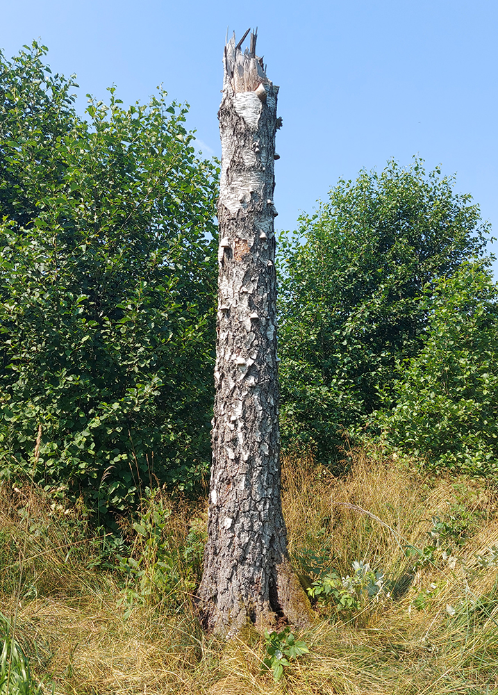 bērza sausoknis