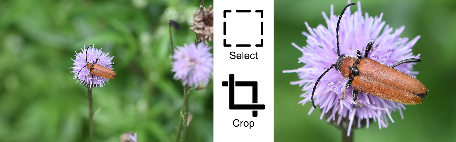 select-crop