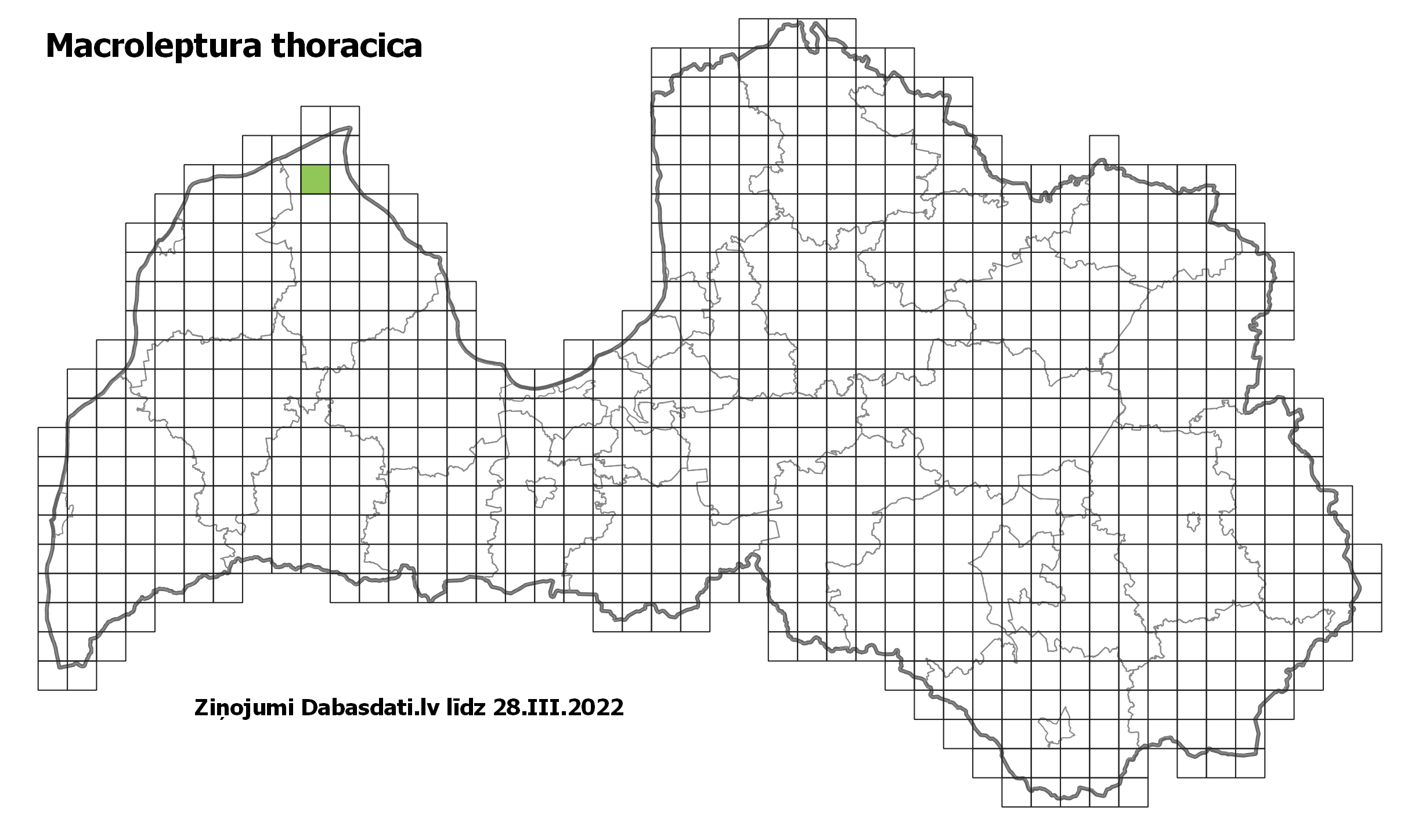 Macroleptura thoracica