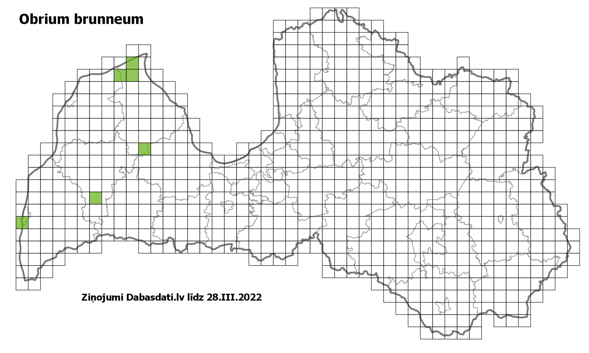 Obrium brunneum