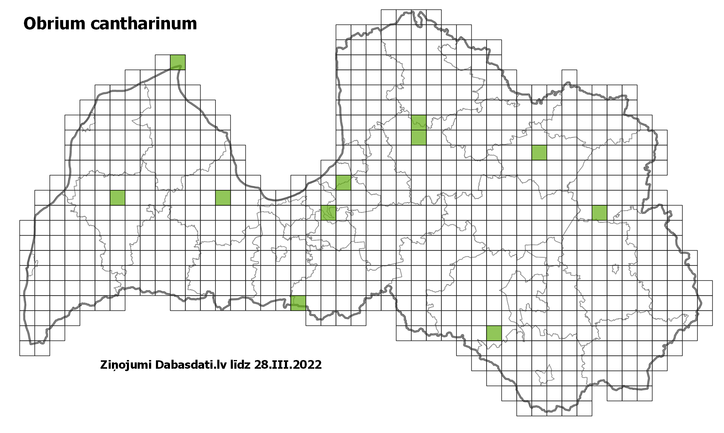 Obrium cantharinum