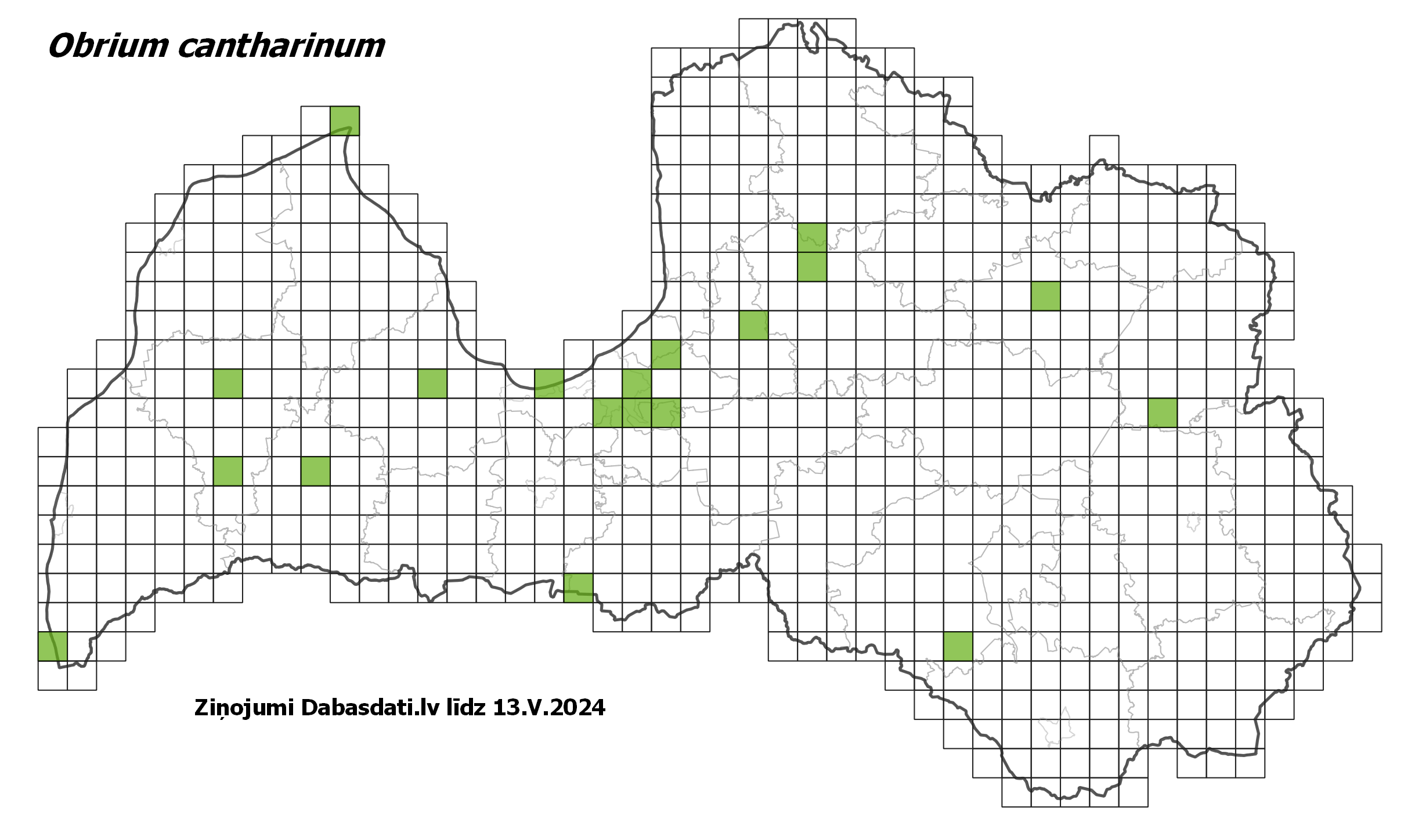 Obrium cantharinum
