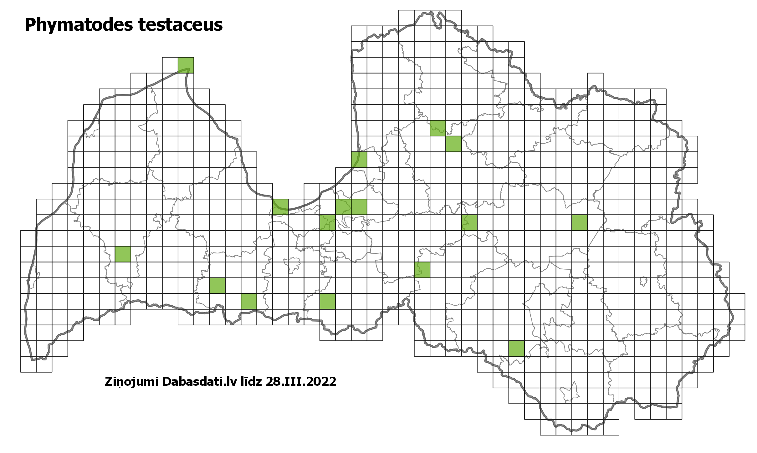 Phymatodes testaceus