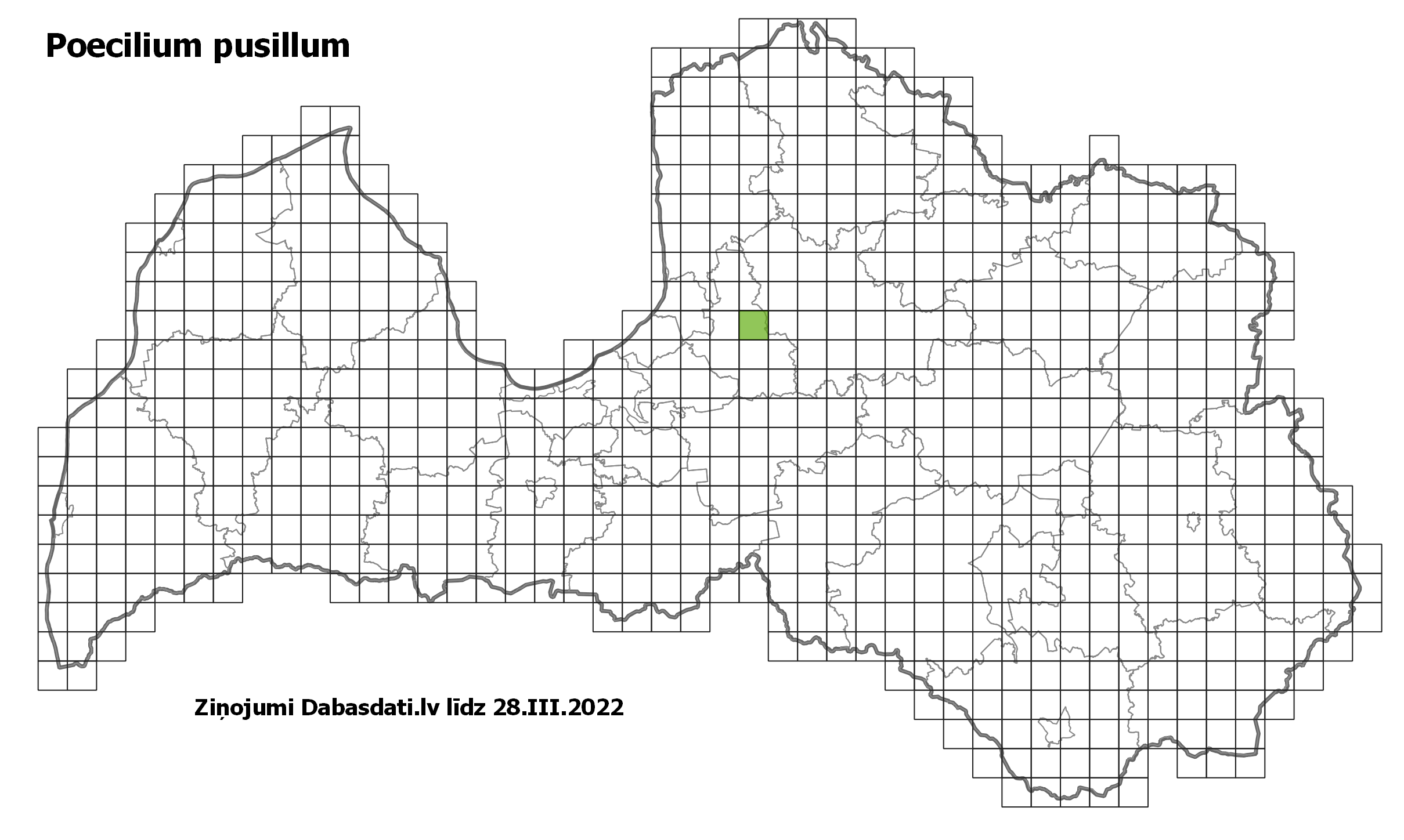 Poecilium pusillum