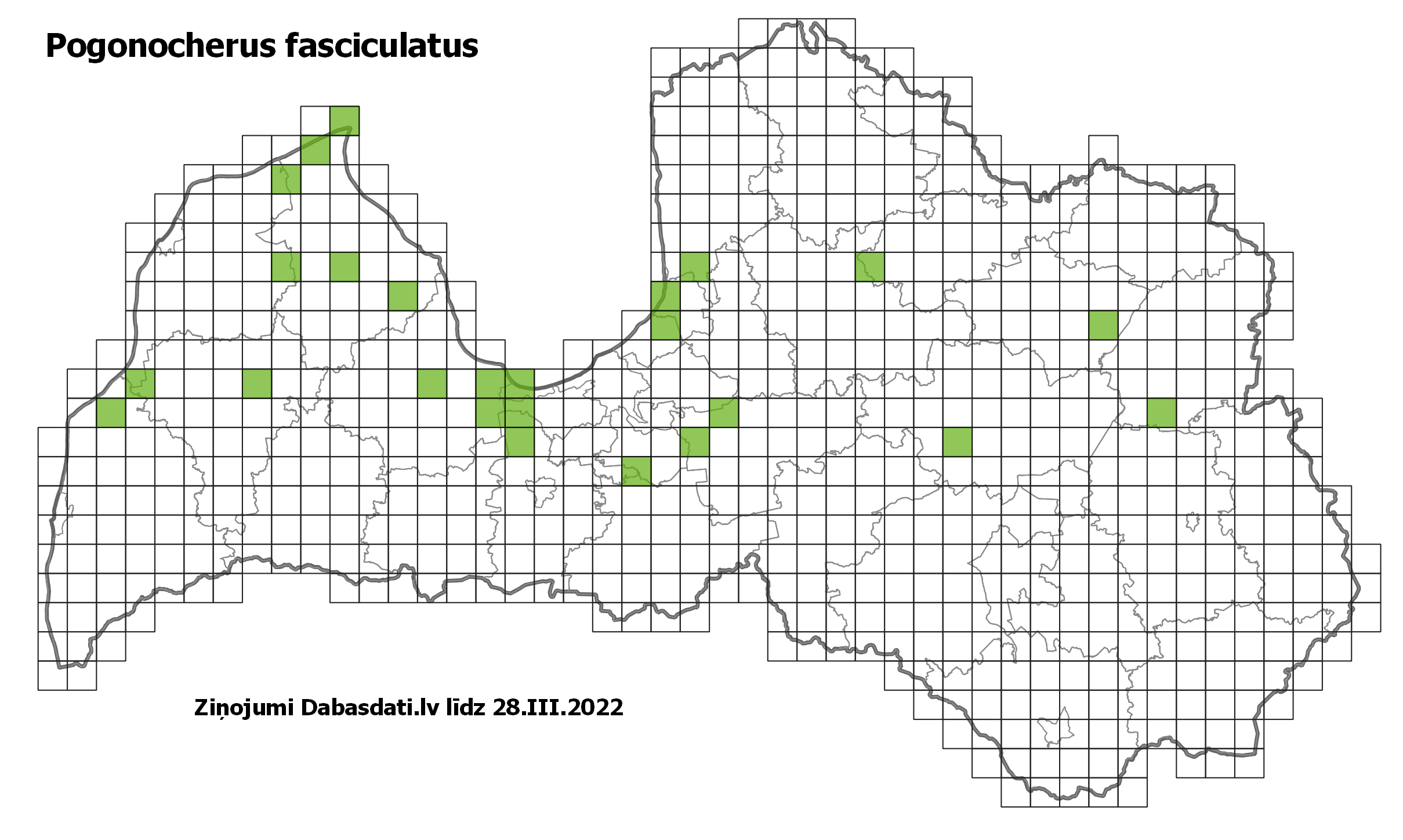 Pogonocherus fasciculatus