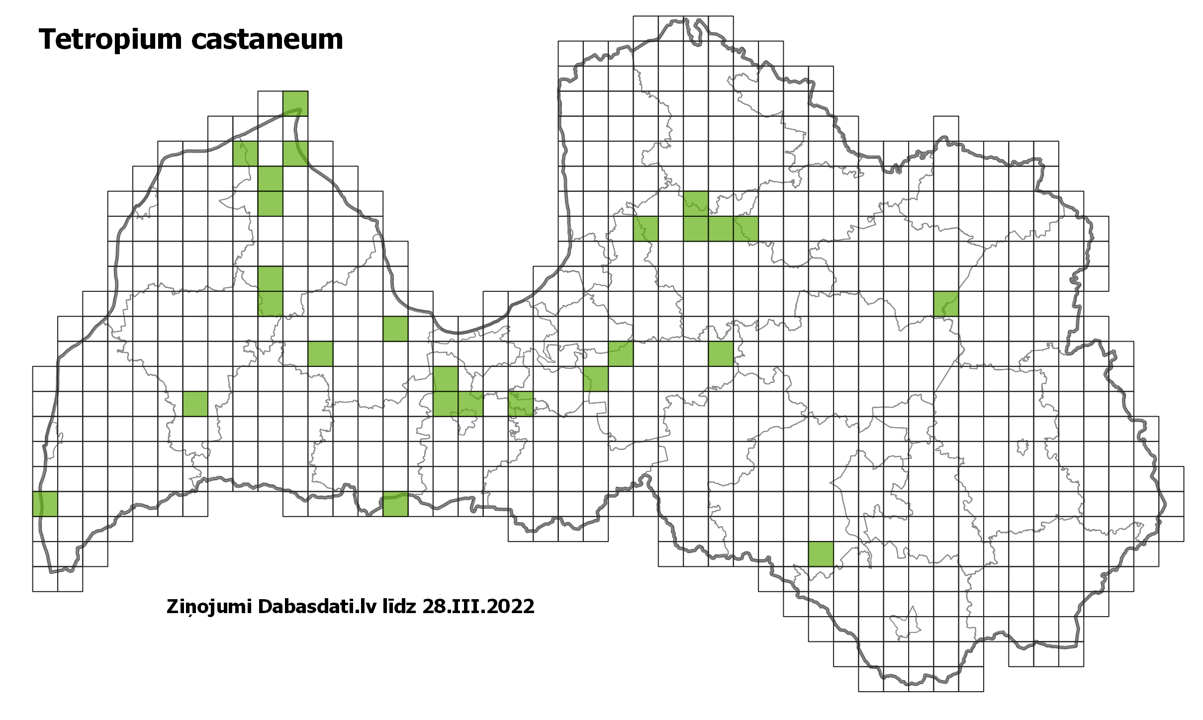 Tetropium castaneum