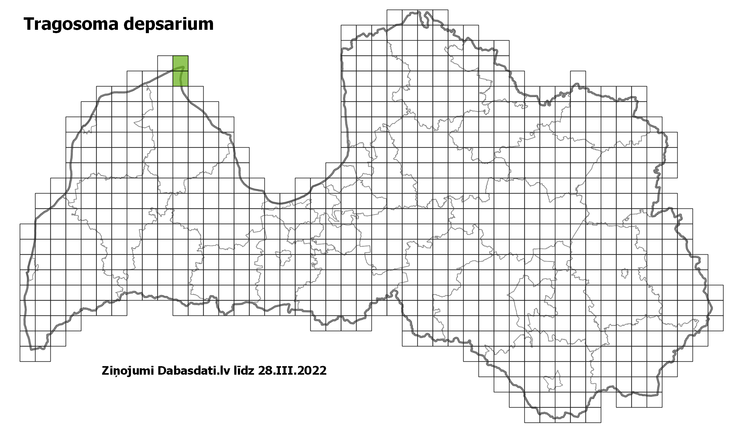 Tragosoma depsarium