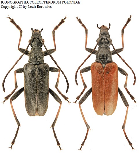 Acmaeops marginatus