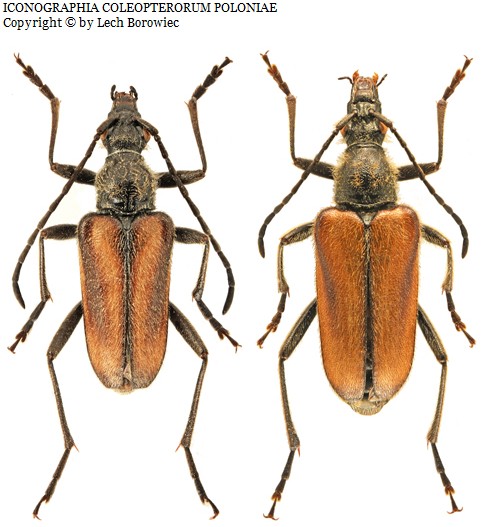 Foto: https://baza.biomap.pl Acmaeops pratensis