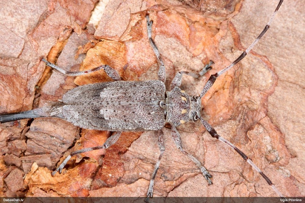 Acanthocinus aedilis