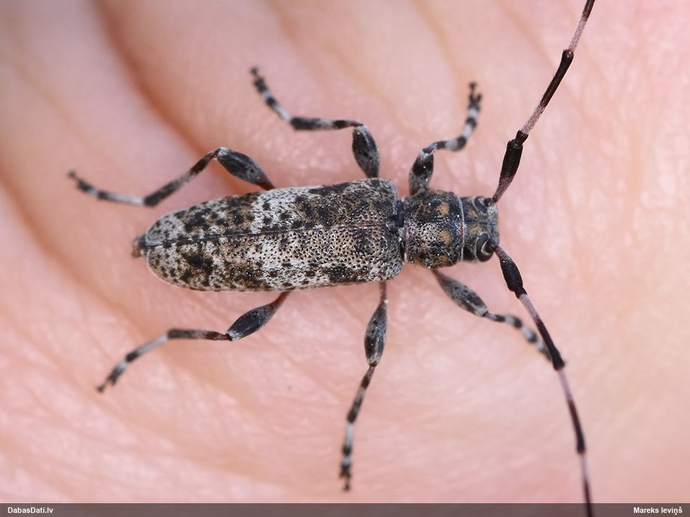 Acanthocinus griseus
