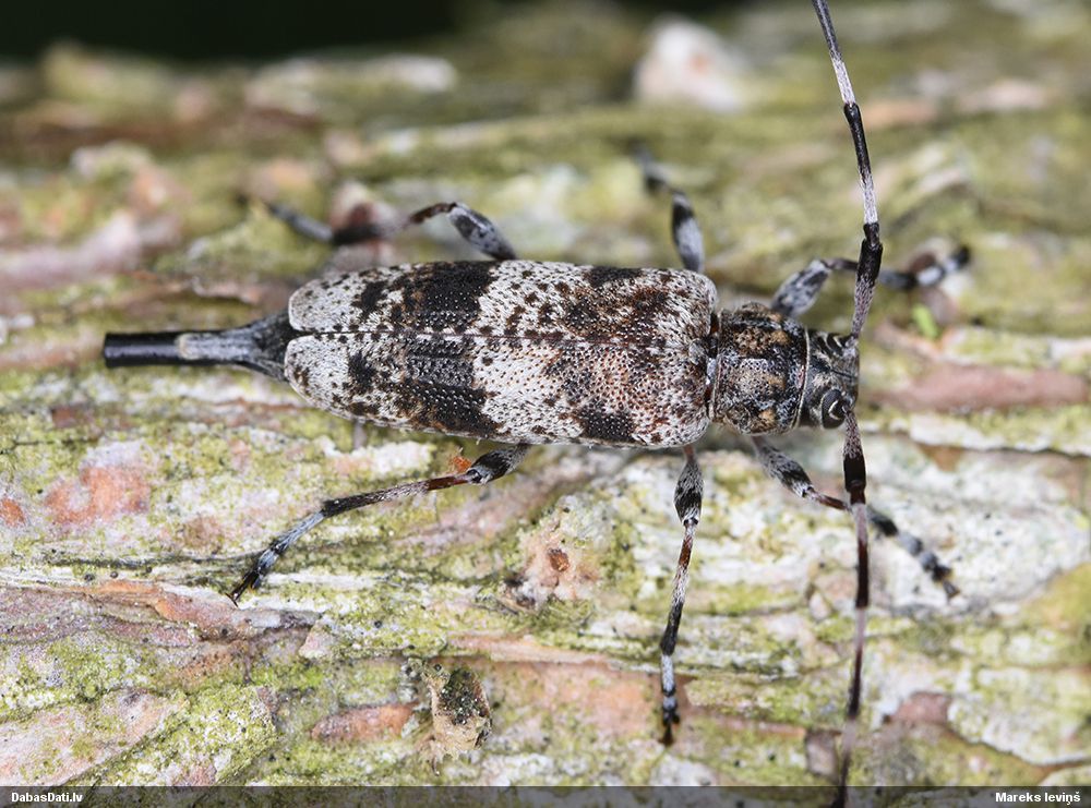 Acanthocinus griseus