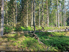 Acanthocinus griseus apdzīvota egles kritala