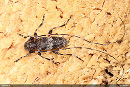 Acanthocinus griseus