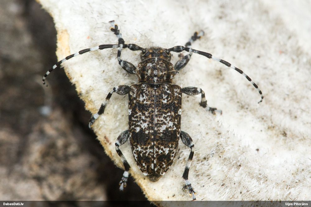 Aegomorphus clavipes