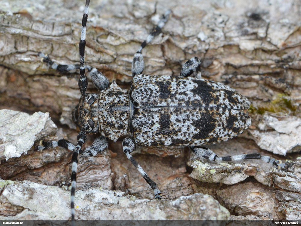Aegomorphus clavipes