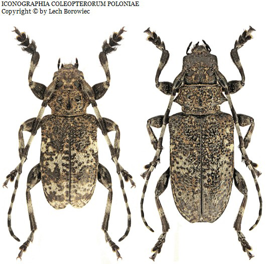 Foto: https://baza.biomap.pl Aegomorphus obscurior