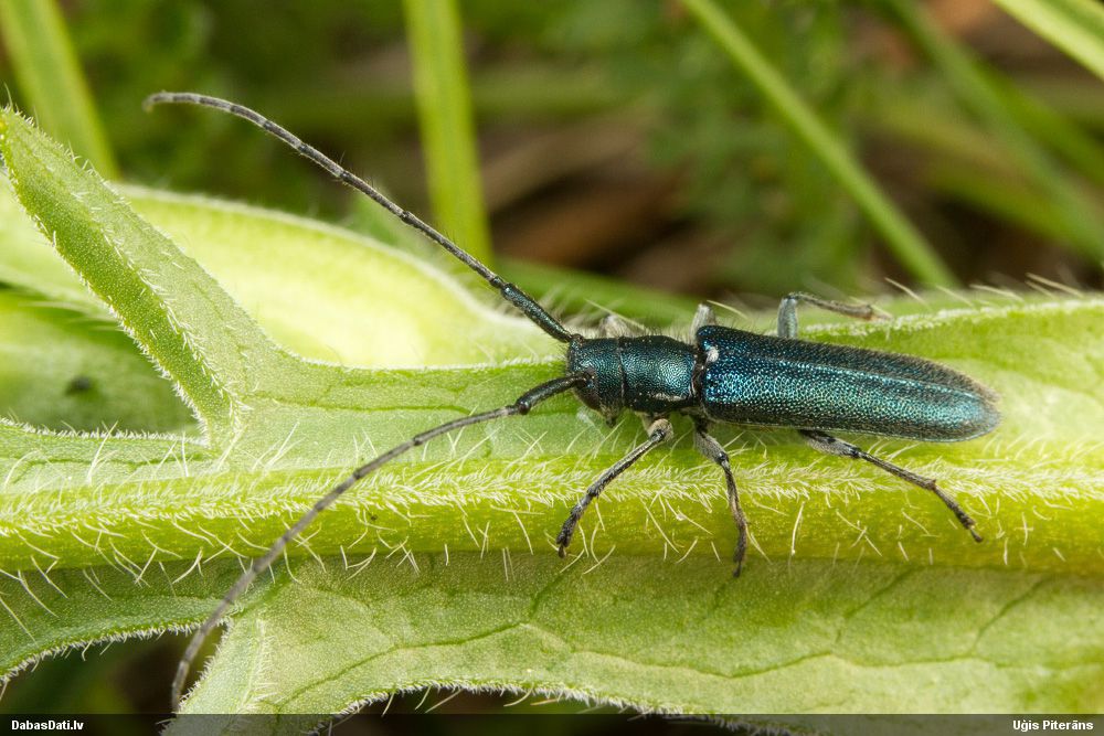 Agapanthia intermedia