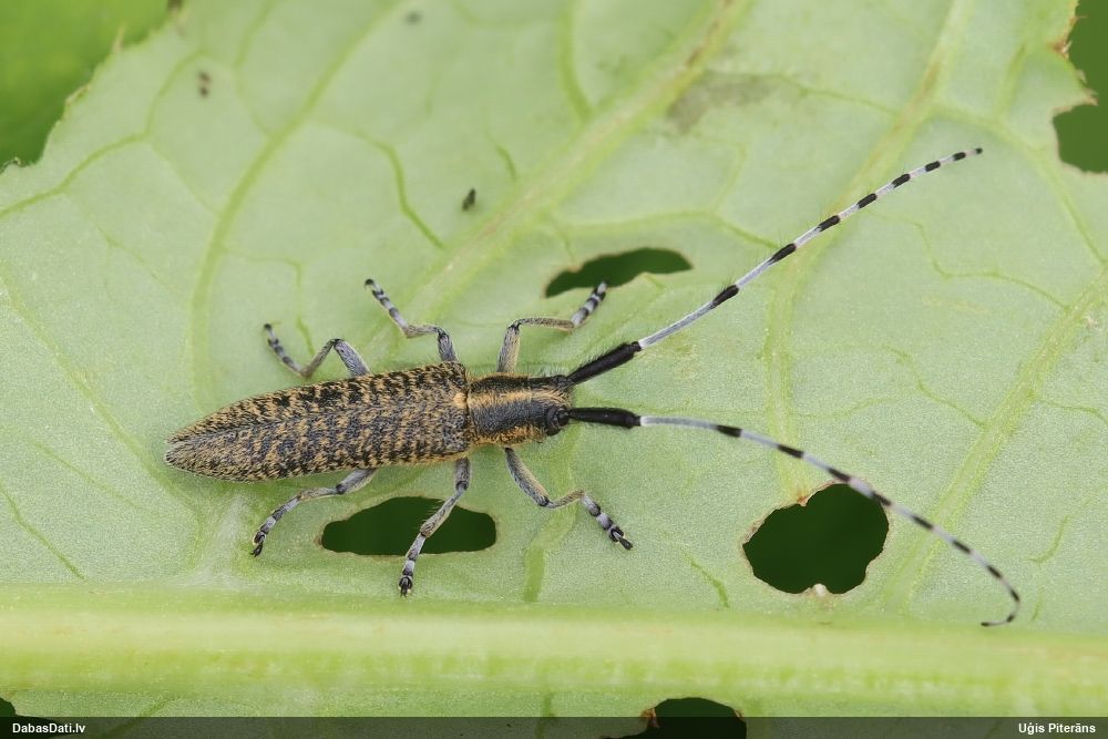 Agapanthia villosoviridescens
