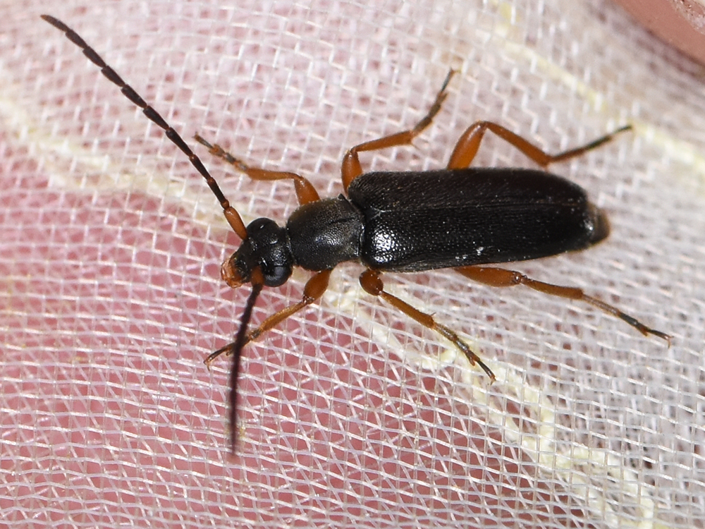 Alosterna ingrica