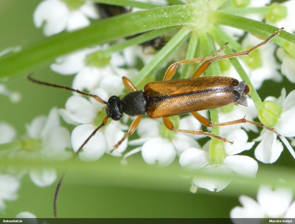 Alosterna tabacicolor