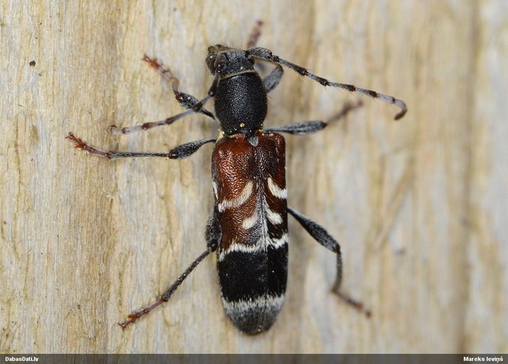 Anaglyptus mysticus