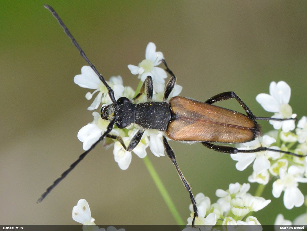 Anastrangalia reyi