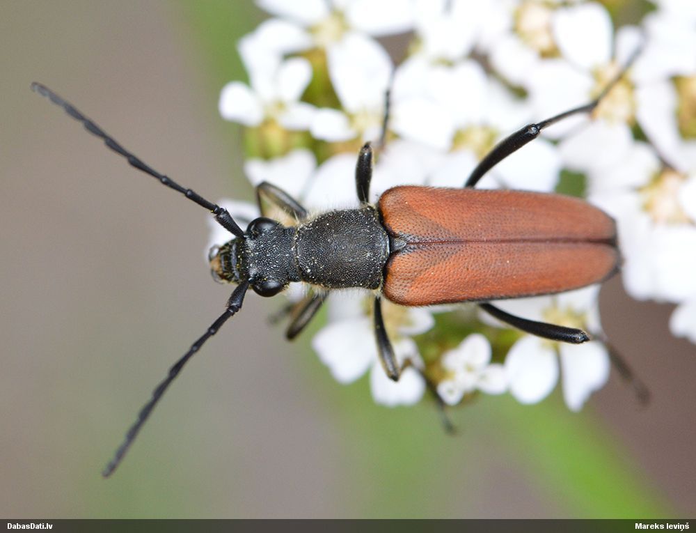 Anastrangalia reyi
