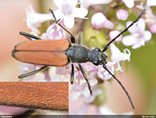 Anastrangalia reyi