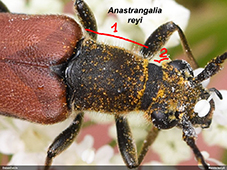 Anastrangalia reyi