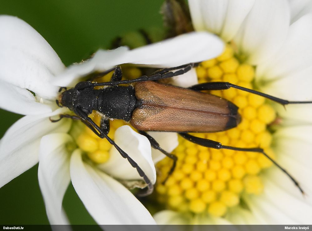 Anastrangalia sanguinolenta