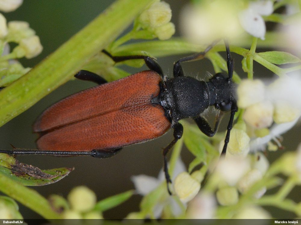 Anastrangalia sanguinolenta