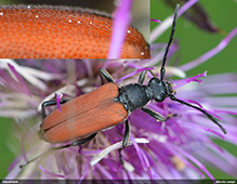 Anastrangalia sanguinolenta