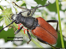 Anastrangalia sanguinolenta
