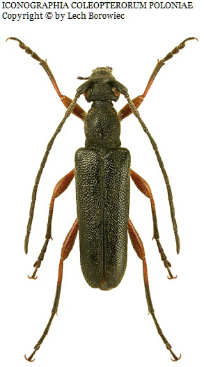 Anoplodera rufipes