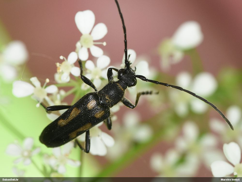 Anoplodera sexguttata