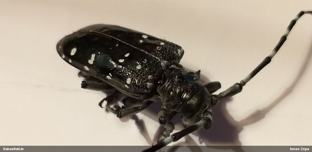 Anoplophora chinensis