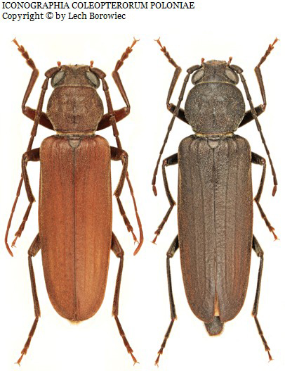 Foto: https://baza.biomap.pl Arhopalus ferus