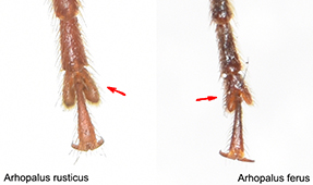 A.rusticus/ferus