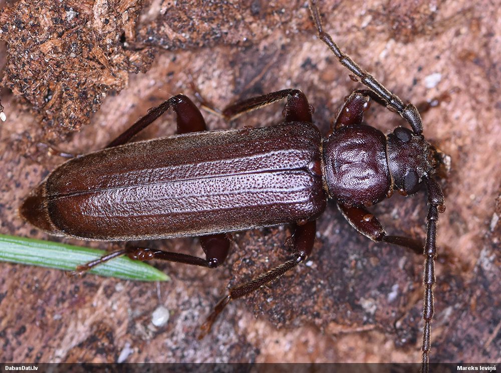Arhopalus rusticus
