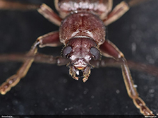 A.rusticus