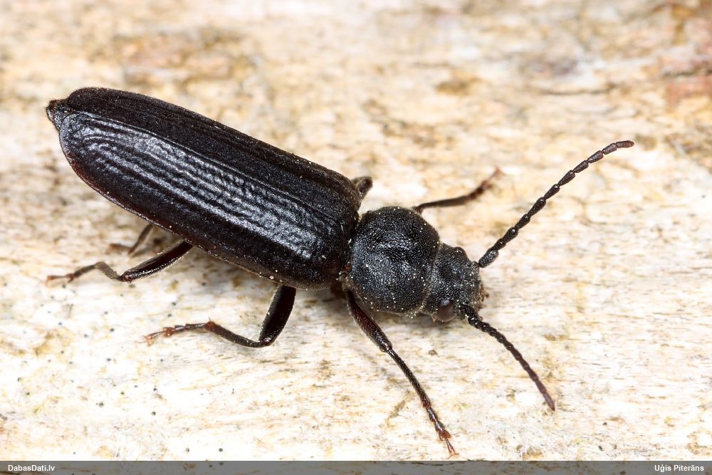 Asemum striatum