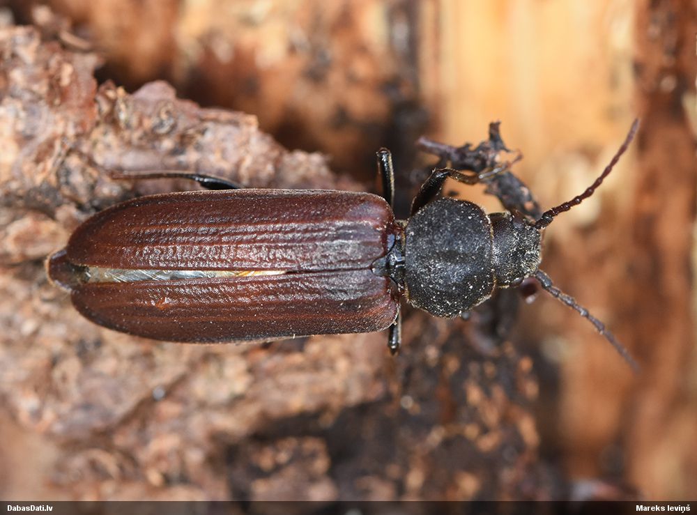 Asemum striatum
