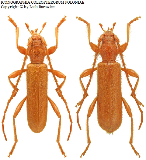 Foto: https://baza.biomap.pl Axinopalpis gracilis