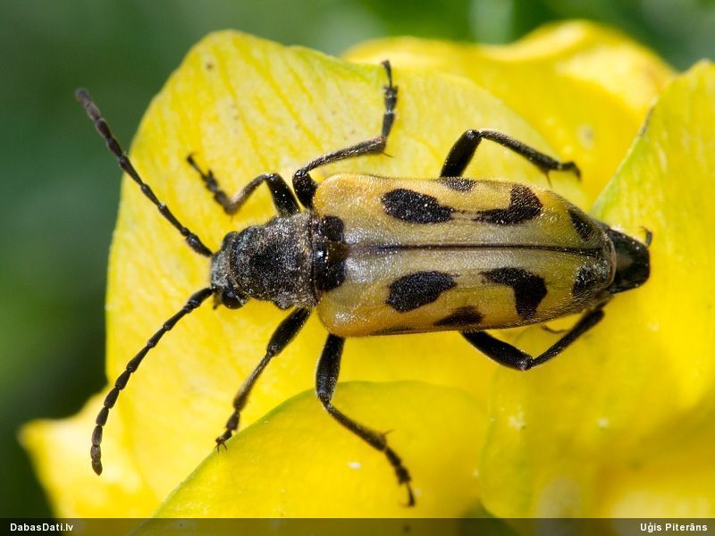 Brachyta interrogationis