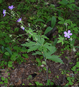 Meža gandrene Geranium sylvaticum