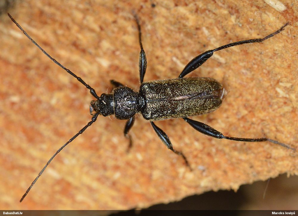 Callidium coriaceum