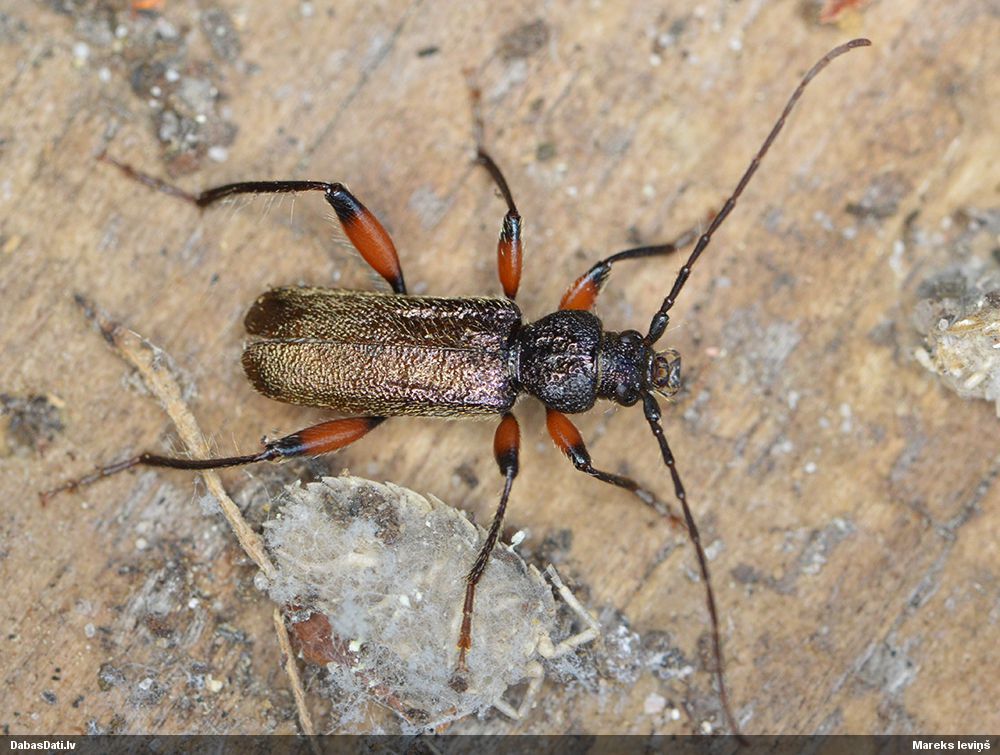 Callidium coriaceum
